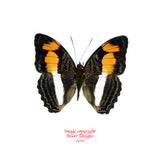 Adelpha melona (Peru) A2